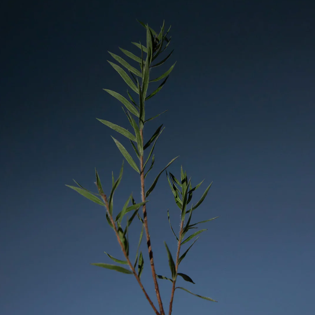 AROMATICA Tea Tree Purifying Shampoo 400ml