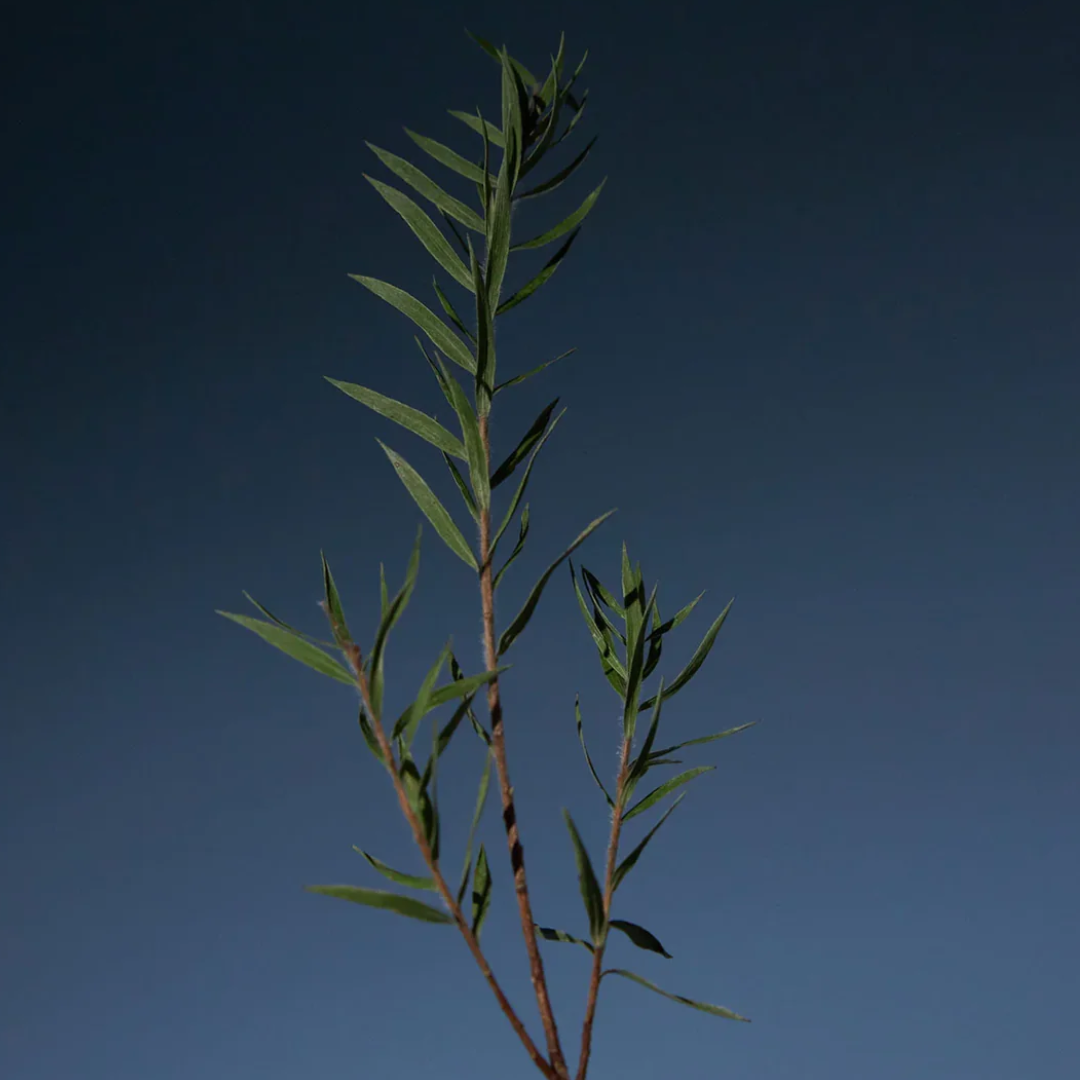 AROMATICA Tea Tree Purifying Tonic