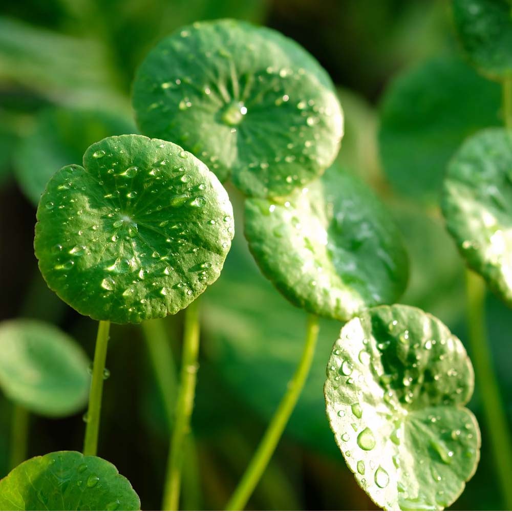 Centella Asiatica vs. Madecassoside – Hva er forskjellen?