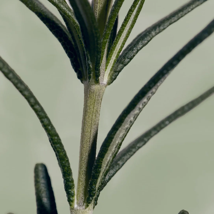 AROMATICA Rosemary Root Enhancer